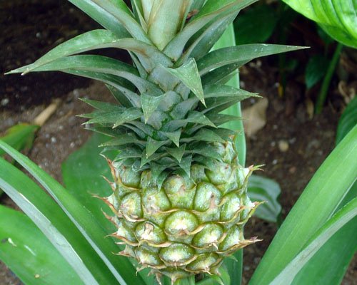 Elite Gold pineapple fruit ripening on the plant