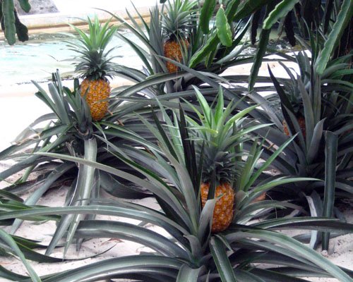 Elite Gold Pineapple