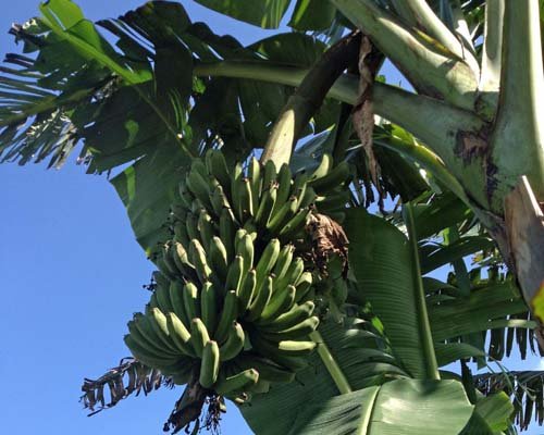 Lacatan Banana