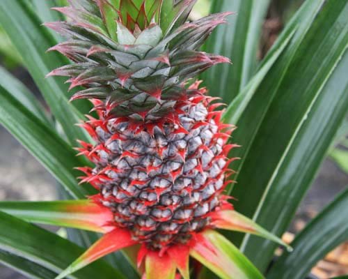 Florida Special pineapple ripening in the field