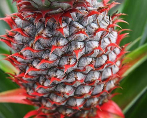 Florida Special pineapple fruit close up