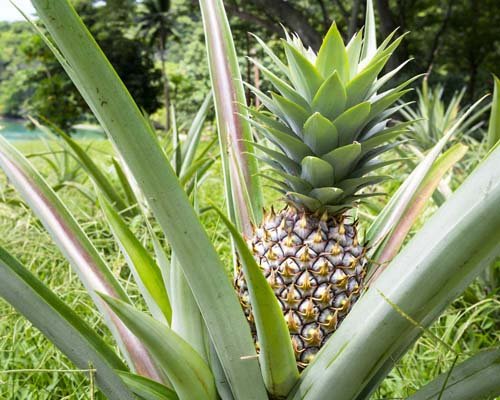 White Jade Pineapple