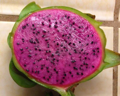 Edgar's Baby Dragon Fruit