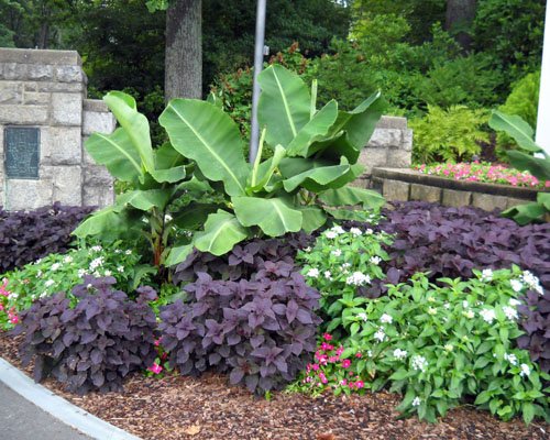 Truly Tiny banana grown as a focal point in a planting bed
