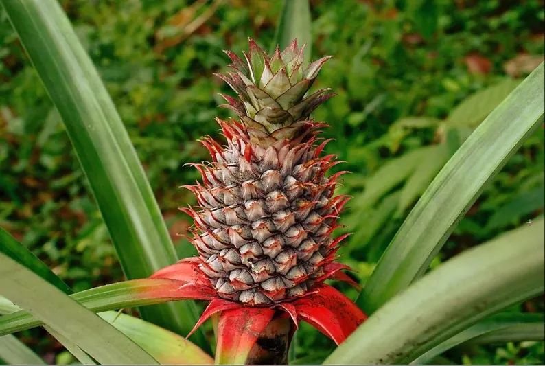 Florida Special Pineapple