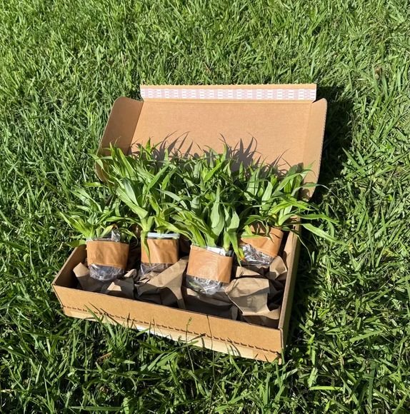Sugarloaf Pineapple plants braced in the shipping box, ready to go out