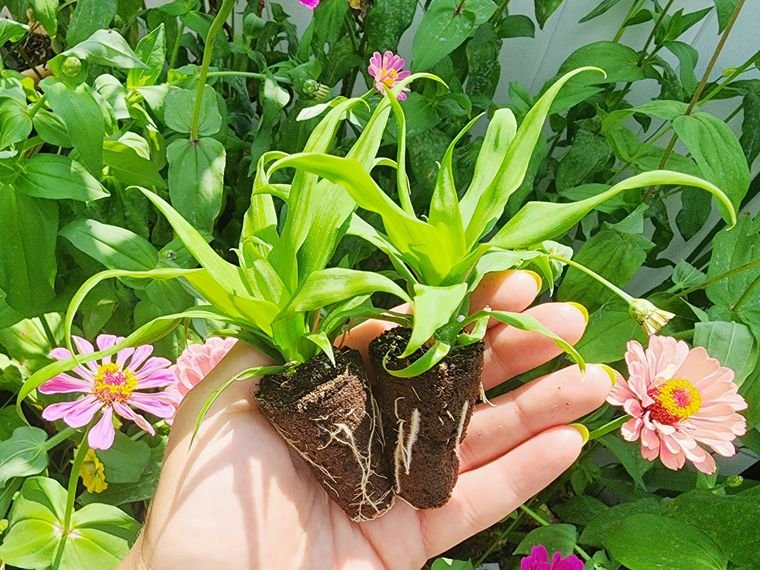 Sugarloaf Pineapple starter plants out of the tray, showing the rooted plug