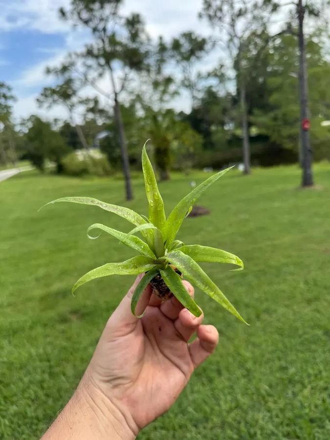 Sugarloaf Pineapple starter plant held in one hand, showing the size we ship