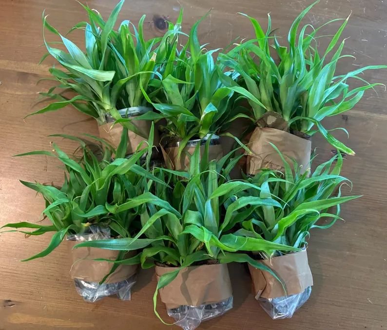 Sugarloaf Pineapple plants wrapped in kraft paper — six, the minimum order