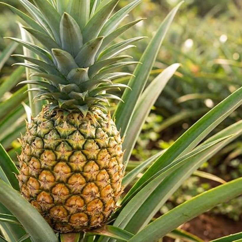 Sugarloaf Pineapple