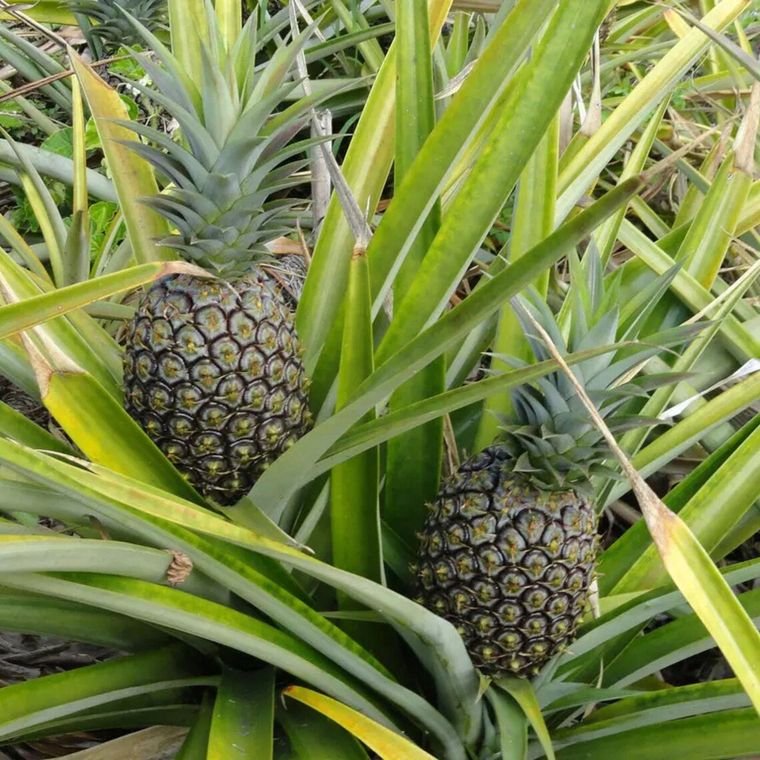 Sugarloaf pineapples ripening in the patch